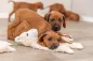 Preview: Schlenker-Lama für Hunde